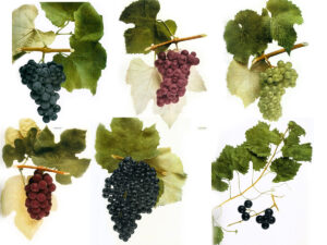 major wine grape varieties