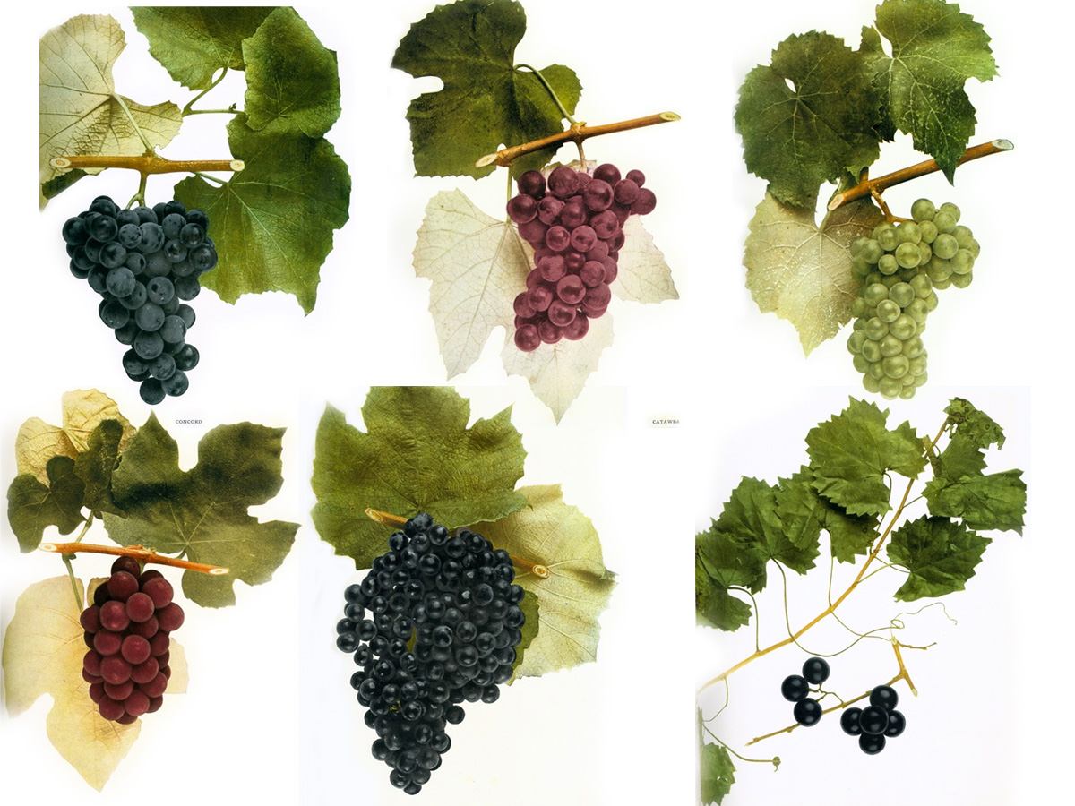 major wine grape varieties