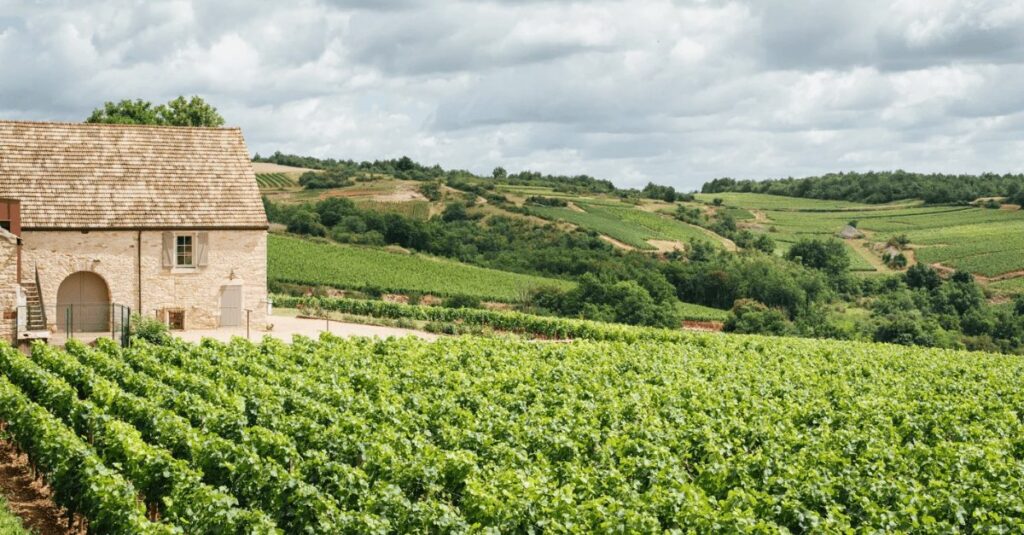 Vintage Wine