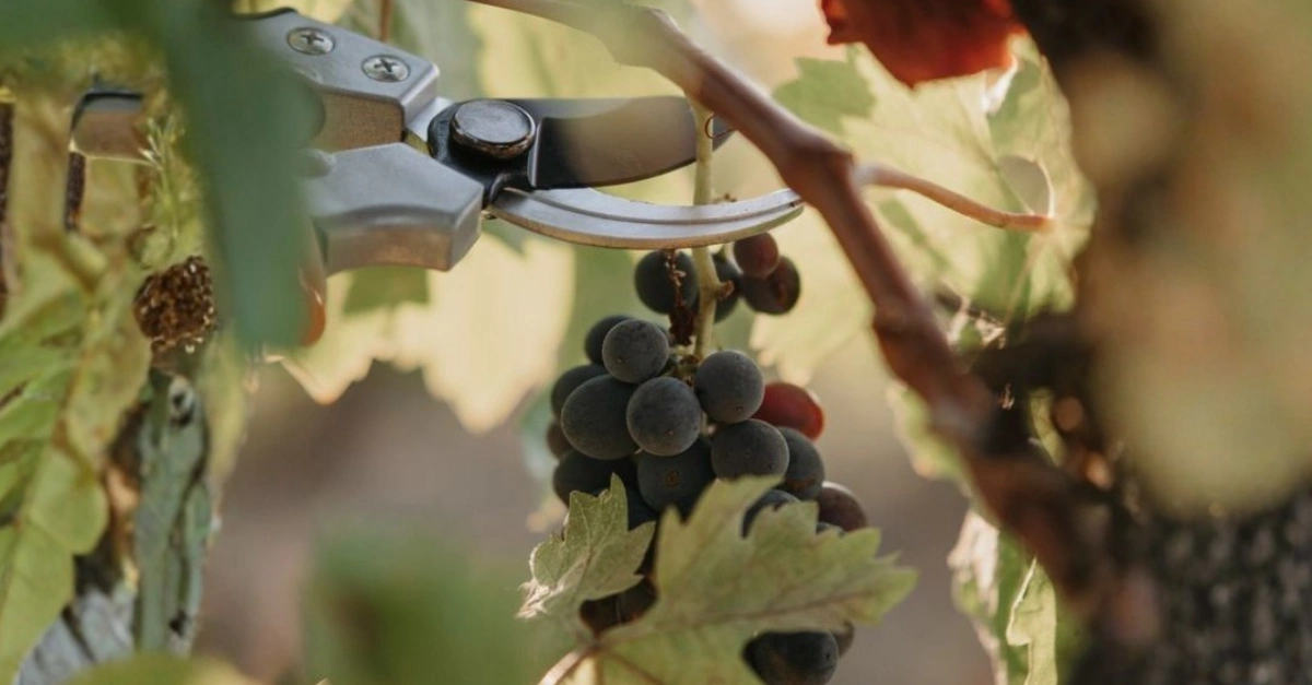 best bordeaux vintages
